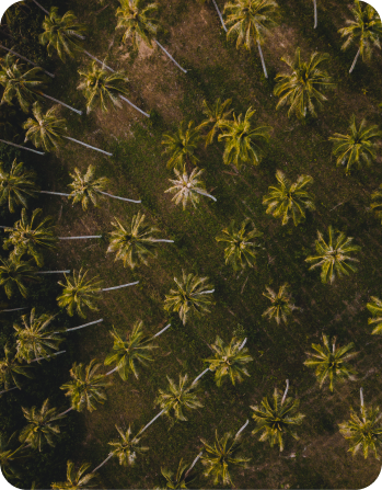 Coconut farms in Coimbatore